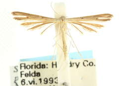 Stenoptilia pallistriga Barnes & McDunnough 1913 resmi