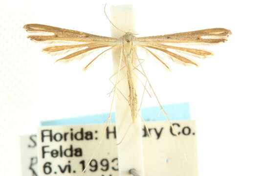 Stenoptilia pallistriga Barnes & McDunnough 1913 resmi