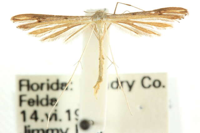 Stenoptilia pallistriga Barnes & McDunnough 1913 resmi