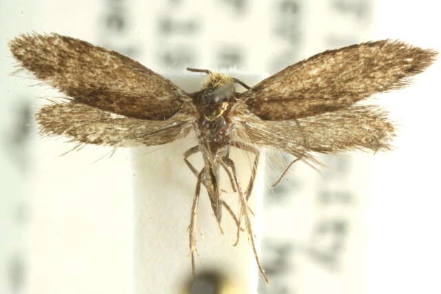 Image of fairy moths
