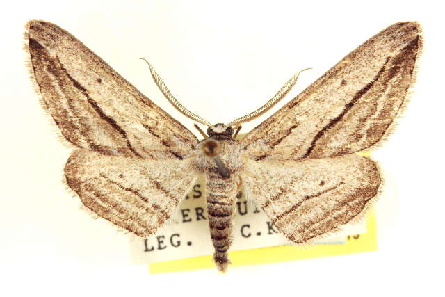 Image of Glena quinquelinearia Packard 1874
