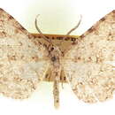Image of Stenoporpia asymmetra Rindge 1959