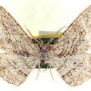 Image of Stenoporpia polygrammaria Packard 1876