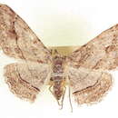 Image of Stenoporpia graciella McDunnough 1940
