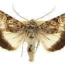 Image of Sympistis simplex Smith 1888