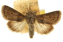 Image of <i>Sympistis behrensi</i>