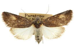 Image of Sympistis franclemonti