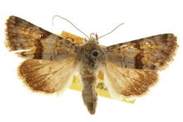 Image of <i>Sympistis fasciata</i>