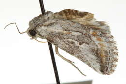 Image of Aleptina junctimacula Blanchard 1984