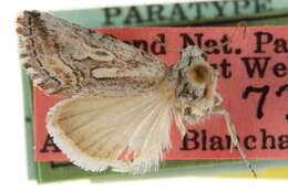 Image of Aleptina junctimacula Blanchard 1984