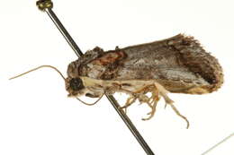 Image of Aleptina clinopetes Dyar 1920