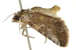 Image of Aleptina aleptivoides Barnes & McDunnough 1912