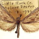 Image of Glaucina macdunnoughi Grossbeck 1912