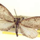Image of Glaucina eupetheciaria Grote 1883