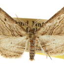 Image of Nepterotaea diagonalis Cassino 1927
