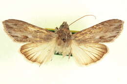 Image of Cucullia alfarata Strecker 1898