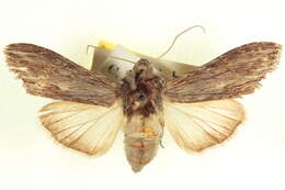 Image of Cucullia alfarata Strecker 1898
