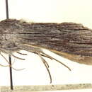 Image of Cucullia eccissica Dyar 1919