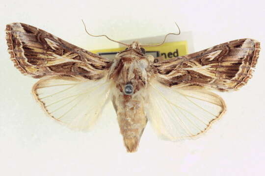 Image of Caribbean Armyworm Moth