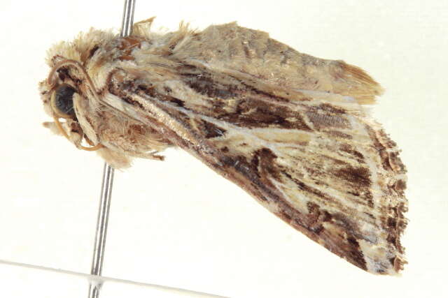 Image of Caribbean Armyworm Moth