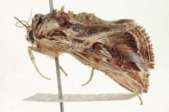 Image of Caribbean Armyworm Moth