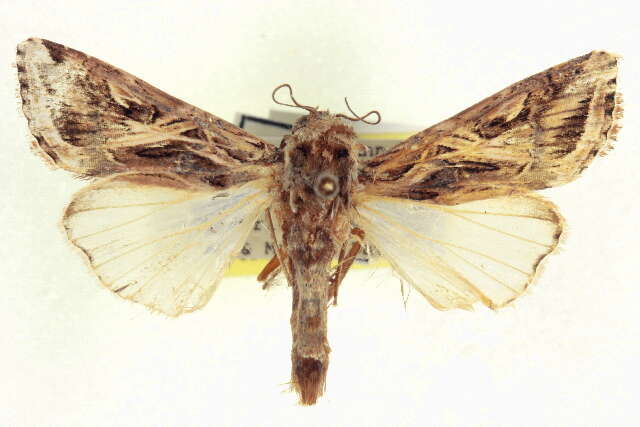 Image of Caribbean Armyworm Moth