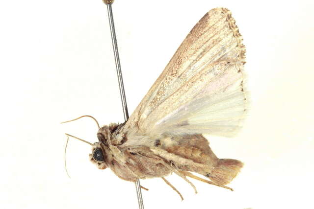 Image of Caribbean Armyworm Moth