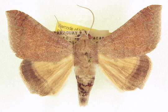 صورة Achaea ablunaris (Guenée 1852)