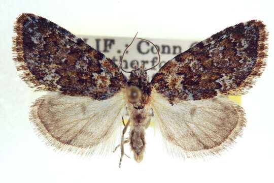 Image of <i>Cryphia oaklandiae</i>