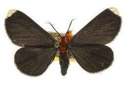 Image of White-tipped Black