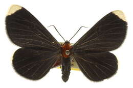 Image of White-tipped Black