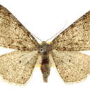 Image of Melanolophia centralis McDunnough 1920