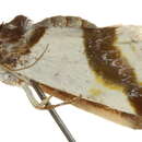 Image of Tarache lactipennis