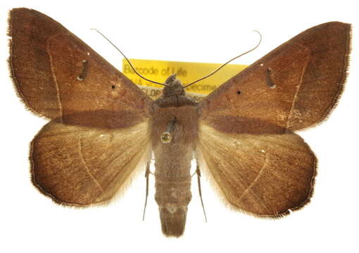 Image of Epidromia pannosa Guenée 1852