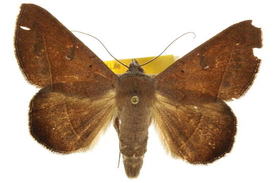 Image of Epidromia pannosa Guenée 1852