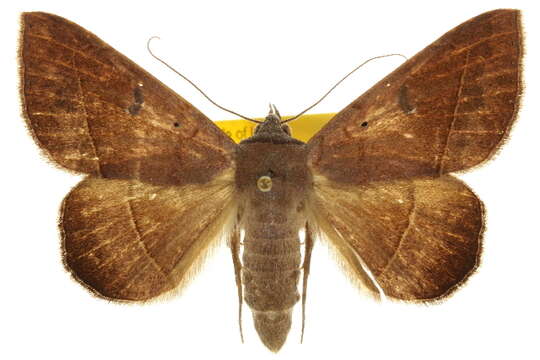 Image of Epidromia pannosa Guenée 1852