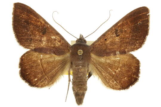 Image of Epidromia pannosa Guenée 1852
