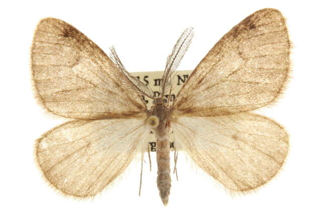 Image of Animomyia smithii Pearsall 1910