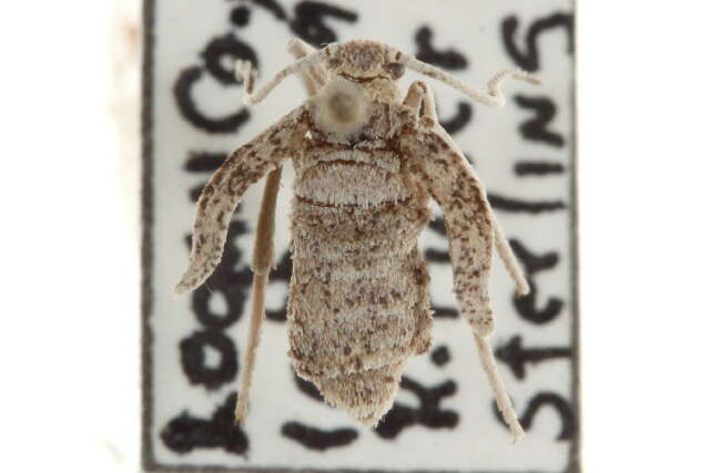 Image of Animomyia morta Dyar 1908