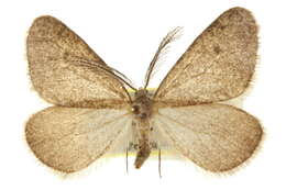 Image of Animomyia smithii Pearsall 1910