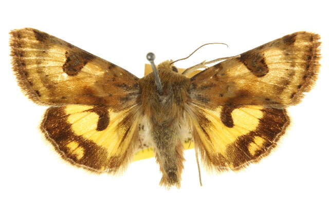 Image of <i>Heliothis australis</i>