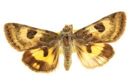 Image of <i>Heliothis australis</i>