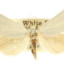 Image of Grotella parvipuncta Barnes & McDunnough 1912
