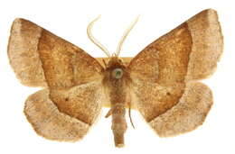 Image of Metarranthis pilosaria Packard 1876