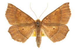 Image of Metarranthis pilosaria Packard 1876