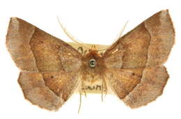 Image of Metarranthis pilosaria Packard 1876