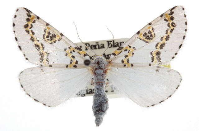 صورة Philtraea elegantaria H. Edwards 1881