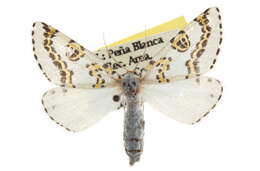 صورة Philtraea elegantaria H. Edwards 1881