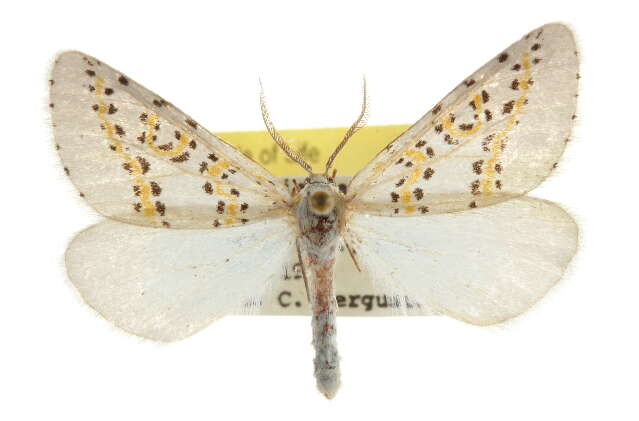 صورة Philtraea paucimacula Barnes & McDunnough 1918