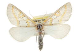 صورة Philtraea paucimacula Barnes & McDunnough 1918